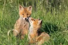 Zdjęcia: Miłośnicy Mazur - zobacz piękno niesamowitej mazurskiej przyrody - zdjęcie 40