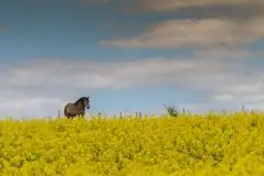 Zdjęcia: Miłośnicy Mazur - zobacz piękno niesamowitej mazurskiej przyrody - zdjęcie 38