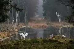 Zdjęcia: Miłośnicy Mazur - zobacz piękno niesamowitej mazurskiej przyrody - zdjęcie 8