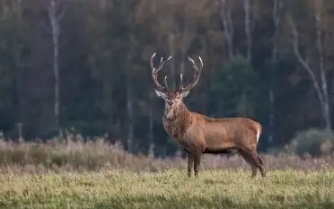 Zdjęcia: Miłośnicy Mazur - zobacz piękno niesamowitej mazurskiej przyrody