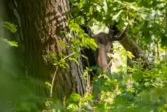 Ssak z rodziny jeleniowatych na zdjęciach Jana Olchówki - zdjęcie 40