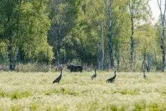 Ssak z rodziny jeleniowatych na zdjęciach Jana Olchówki - zdjęcie 39