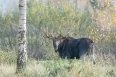Ssak z rodziny jeleniowatych na zdjęciach Jana Olchówki - zdjęcie 33