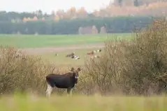 Ssak z rodziny jeleniowatych na zdjęciach Jana Olchówki - zdjęcie 24