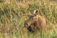 Ssak z rodziny jeleniowatych na zdjęciach Jana Olchówki - zdjęcie 19