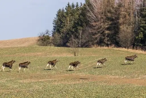 Ssak z rodziny jeleniowatych na zdjęciach Jana Olchówki - zdjęcie 11