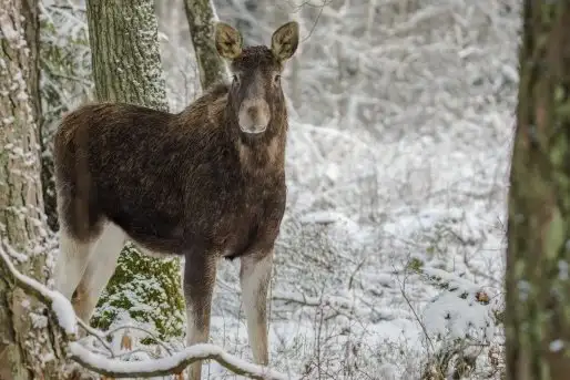 Ssak z rodziny jeleniowatych na zdjęciach Jana Olchówki - zdjęcie 8