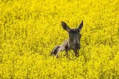 Ssak z rodziny jeleniowatych na zdjęciach Jana Olchówki - zdjęcie 6