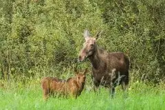 Ssak z rodziny jeleniowatych na zdjęciach Jana Olchówki - zdjęcie 4