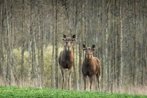 Ssak z rodziny jeleniowatych na zdjęciach Jana Olchówki - zdjęcie 1