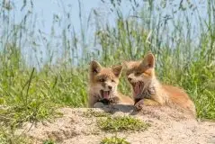 Lisy na Mazurach - zdjęcie 77