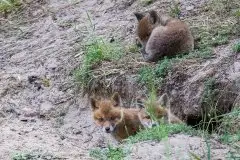 Lisy na Mazurach - zdjęcie 44