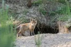 Lisy na Mazurach - zdjęcie 43