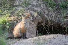 Lisy na Mazurach - zdjęcie 39