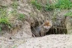 Lisy na Mazurach - zdjęcie 36