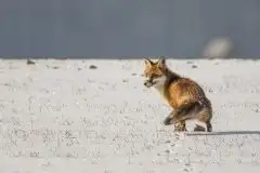 Lisy na Mazurach - zdjęcie 33