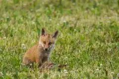 Lisy na Mazurach - zdjęcie 30