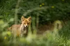 Lisy na Mazurach - zdjęcie 19