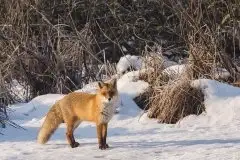 Lisy na Mazurach - zdjęcie 17