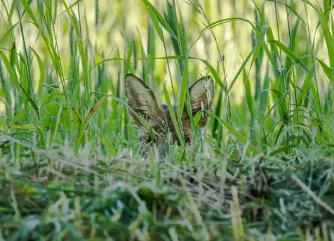 Lisy na Mazurach - zdjęcie 3
