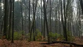 Las miejski w Giżycku, styczeń 2020 - zdjęcie 32