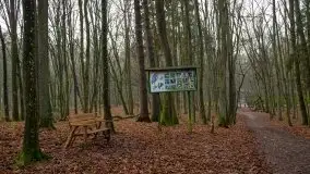 Las miejski w Giżycku, styczeń 2020 - zdjęcie 31