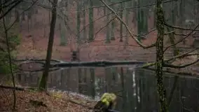 Las miejski w Giżycku, styczeń 2020 - zdjęcie 24