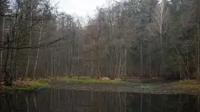 Las miejski w Giżycku, styczeń 2020 - zdjęcie 23