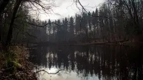 Las miejski w Giżycku, styczeń 2020 - zdjęcie 17