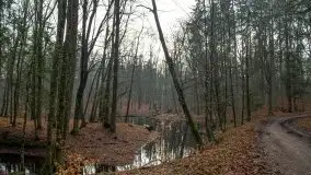 Las miejski w Giżycku, styczeń 2020 - zdjęcie 11