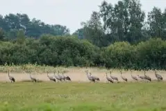 Mazurskie żurawie na zdjęciach Jana Olchówki - zdjęcie 96