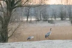 Mazurskie żurawie na zdjęciach Jana Olchówki - zdjęcie 89