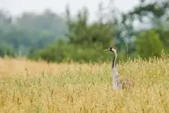 Mazurskie żurawie na zdjęciach Jana Olchówki - zdjęcie 55