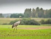 Mazurskie żurawie na zdjęciach Jana Olchówki - zdjęcie 53