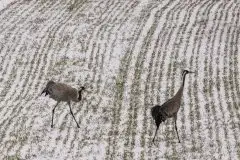 Mazurskie żurawie na zdjęciach Jana Olchówki - zdjęcie 44