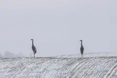 Mazurskie żurawie na zdjęciach Jana Olchówki - zdjęcie 41