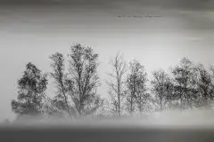 Mazurskie żurawie na zdjęciach Jana Olchówki - zdjęcie 34