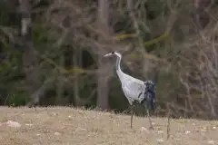 Mazurskie żurawie na zdjęciach Jana Olchówki - zdjęcie 32