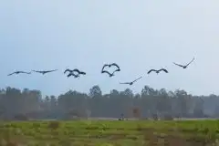 Mazurskie żurawie na zdjęciach Jana Olchówki - zdjęcie 20