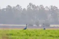 Mazurskie żurawie na zdjęciach Jana Olchówki - zdjęcie 19