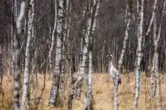 Mazurskie żurawie na zdjęciach Jana Olchówki - zdjęcie 18