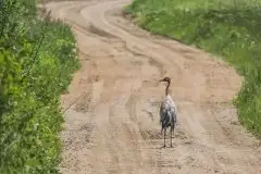 Mazurskie żurawie na zdjęciach Jana Olchówki - zdjęcie 13