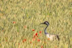 Mazurskie żurawie na zdjęciach Jana Olchówki - zdjęcie 11