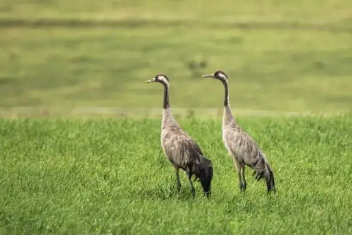 Mazurskie żurawie na zdjęciach Jana Olchówki - zdjęcie 4