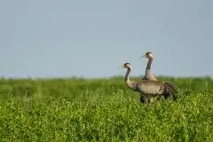 Mazurskie żurawie na zdjęciach Jana Olchówki - zdjęcie 3