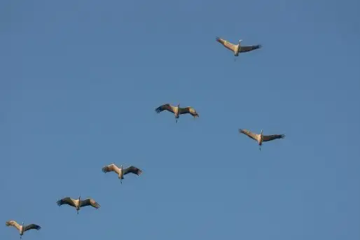 Mazurskie żurawie na zdjęciach Jana Olchówki - zdjęcie 2