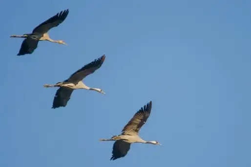 Mazurskie żurawie na zdjęciach Jana Olchówki - zdjęcie 1