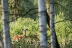 Mazurskie jelenie na zdjęciach Jana Olchówki - zdjęcie 47