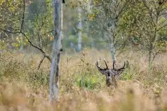 Mazurskie jelenie na zdjęciach Jana Olchówki - zdjęcie 28