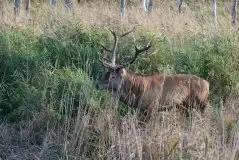 Mazurskie jelenie na zdjęciach Jana Olchówki - zdjęcie 17